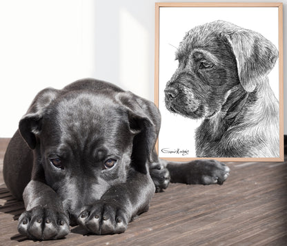 Custom Handmade Black & White Pet Portrait Drawing